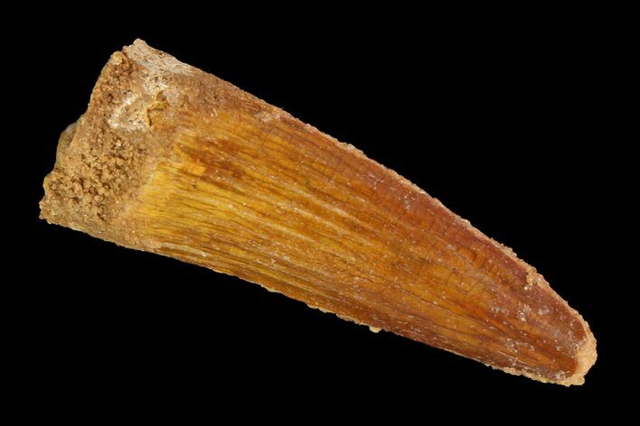 Spinosaurus Tooth - Real Dinosaur Tooth #138178